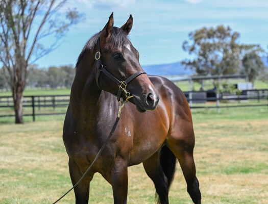 Lot 75: Nicconi / Miss Starway