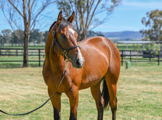 Lot 79: Yes Yes Yes / Moreau