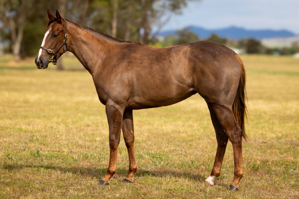 Lot 23: All Too Hard / Ginger n Rye (USA)