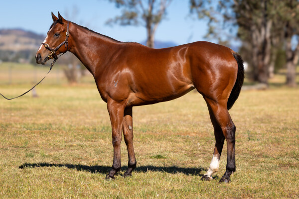 Lot 113: Ole Kirk / Really Fickle