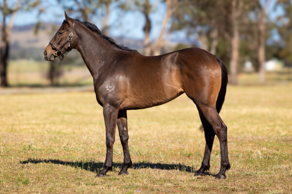 Lot 213: Farnan / Daring