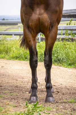 Lot 91: Brutal (NZ) / Our Bonnie Girl