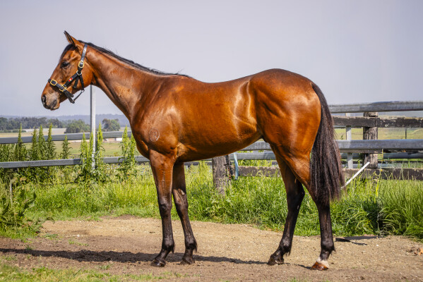 Lot 199: Wild Ruler / Calusa