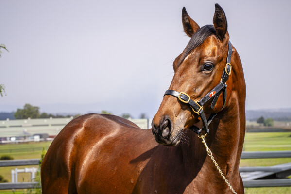 Lot 199: Wild Ruler / Calusa