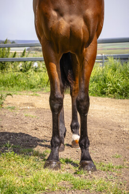 Lot 199: Wild Ruler / Calusa