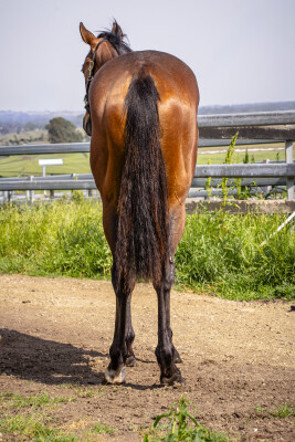 Lot 199: Wild Ruler / Calusa