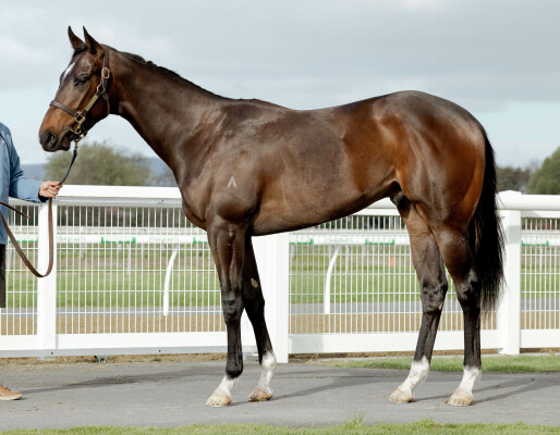 Lot 84: Satono Aladdin (JPN) / No Pushover (NZ)