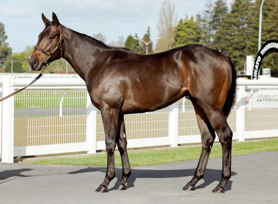 Lot 186: Lucky Vega (IRE) / Ashleigh Rae