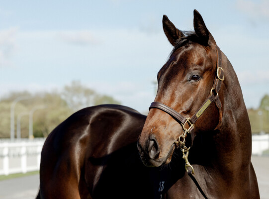 Lot 186: Lucky Vega (IRE) / Ashleigh Rae