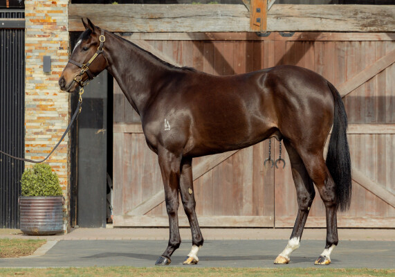Lot 72: Per Incanto (USA) / Miss Hoi Polloi (NZ)