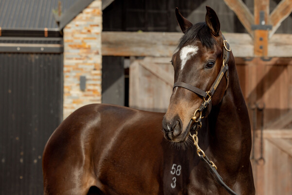 Lot 72: Per Incanto (USA) / Miss Hoi Polloi (NZ)