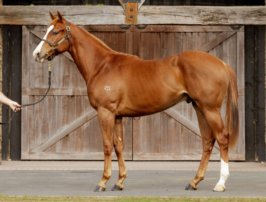 Lot 36: Rubick / I'm an Outoftowner