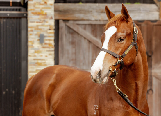 Lot 36: Rubick / I'm an Outoftowner