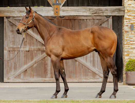 Lot 14: Wooded (IRE) / Flask