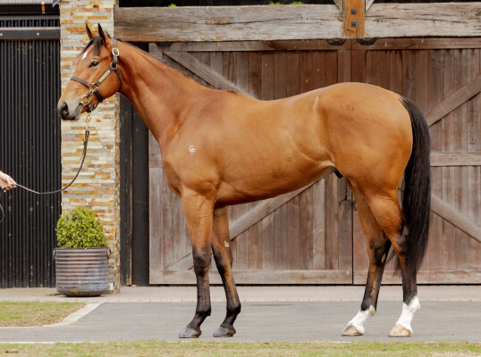 Lot 49: Farnan / Kozakov