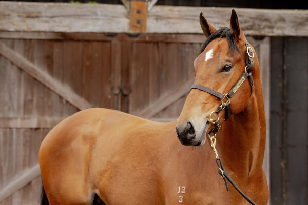 Lot 49: Farnan / Kozakov