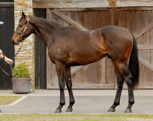 Lot 77: Capitalist / Mitzi