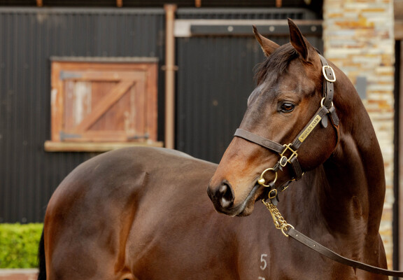 Lot 77: Capitalist / Mitzi