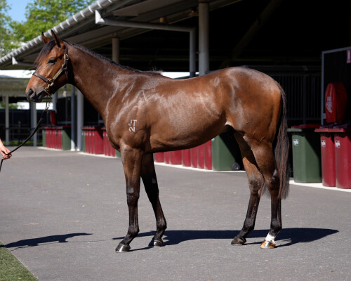 Lot 45: Portland Sky / Jeanneau