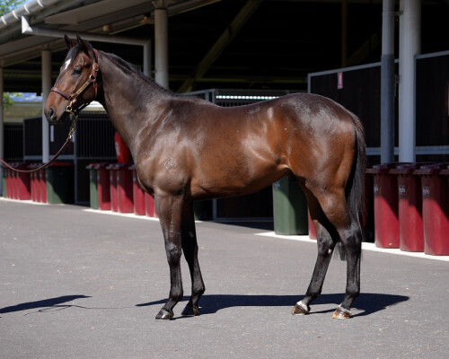 Lot 87: Farnan / One More Tequila