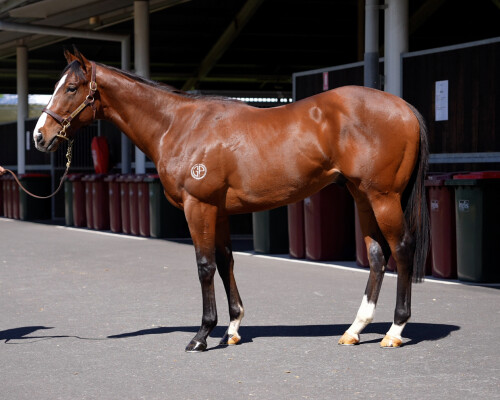 Lot 109: Pinatubo (IRE) / Queen Himiko