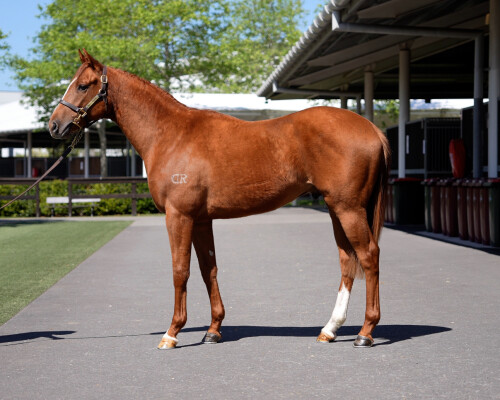 Lot 112: All Too Hard / Real Lust