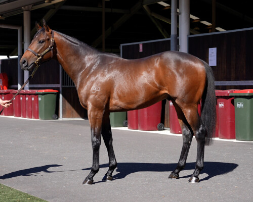 Lot 146: Tassort / Tomelia
