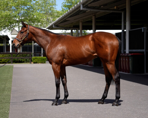 Lot 160: Hanseatic / Volcanic Eruption