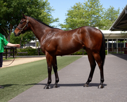 Lot 195: Shamus Award / Brilliant Bisc