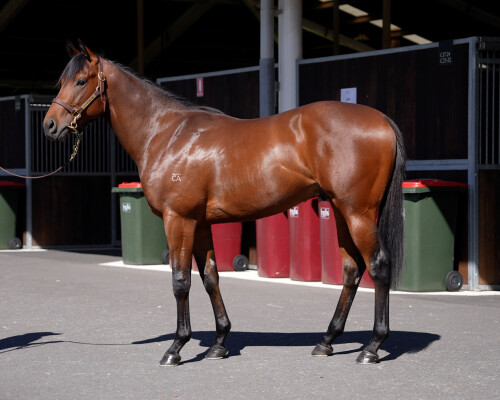 Lot 1: Hellbent / Earp