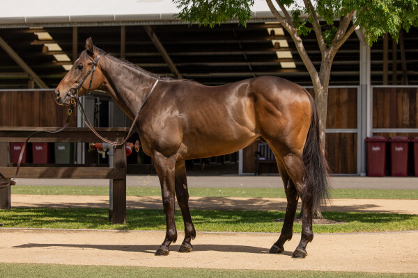 Lot 6: Hanseatic / Electron