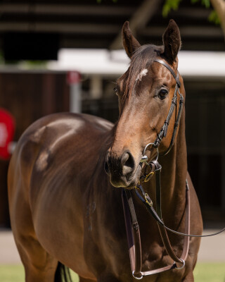 Lot 6: Hanseatic / Electron