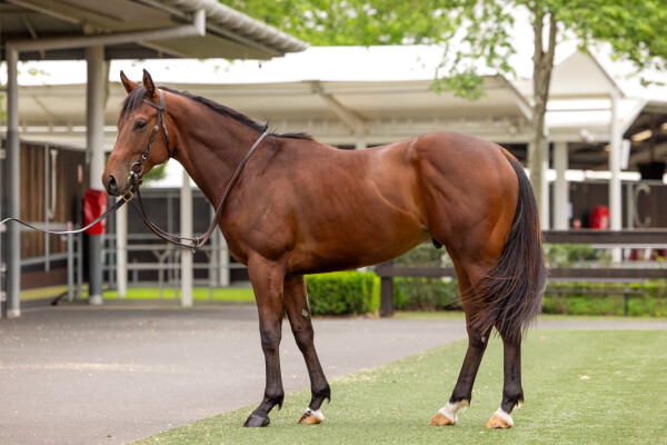 Lot 22: Toronado (IRE) / Gig