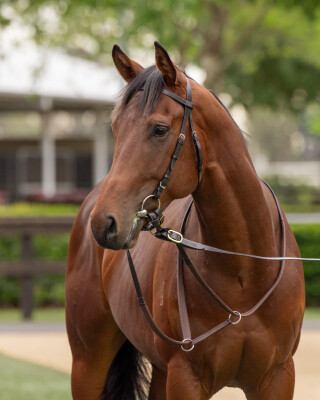 Lot 22: Toronado (IRE) / Gig