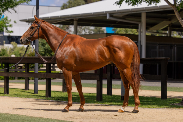 Lot 29: Tiger of Malay / Hazlebrook