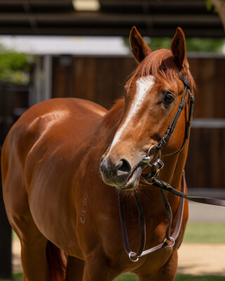 Lot 29: Tiger of Malay / Hazlebrook
