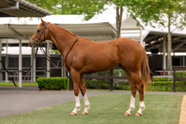 Lot 64: Toronado (IRE) / Maddie Lynn