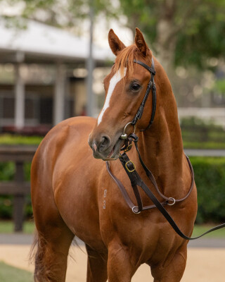 Lot 64: Toronado (IRE) / Maddie Lynn