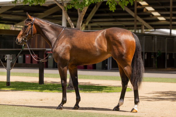 Lot 107: Written Tycoon / Pure