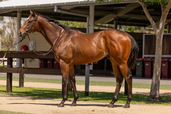 Lot 171: Brave Smash (JPN) / Adamant Lass