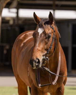 Lot 171: Brave Smash (JPN) / Adamant Lass