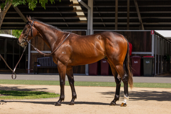 Lot 196: Dirty Work / Bronte Babe