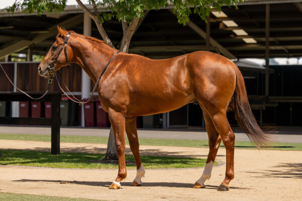 Lot 205: Exceed and Excel / Chantrea
