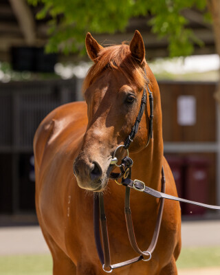 Lot 205: Exceed and Excel / Chantrea