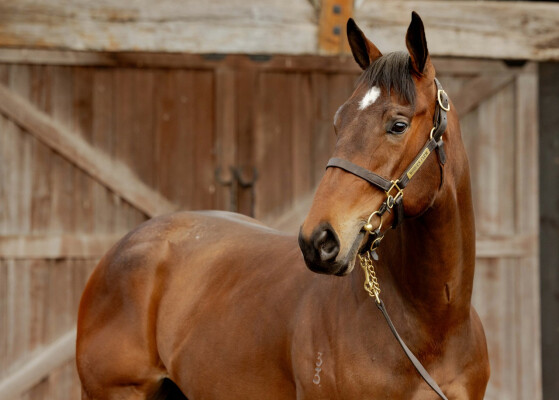 Lot 14: Wooded (IRE) / Flask