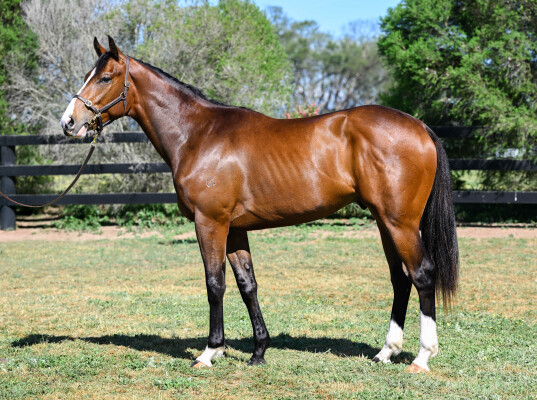 Lot 35: Fastnet Rock / I See Fire (NZ)