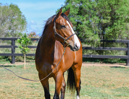 Lot 35: Fastnet Rock / I See Fire (NZ)