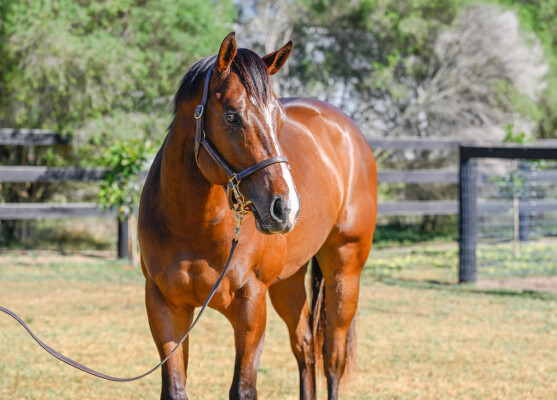 Lot 172: St Mark's Basilica (FR) / Alderney