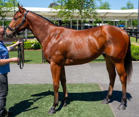 Lot 219: Brutal (NZ) / Don't Doubt Arthur