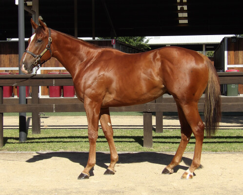 Lot 204: Gold Standard / Chamois Princess